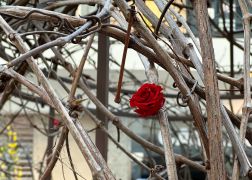 Fruehling In Der Goethe Galerie  Februar 2026 05